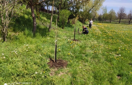 Zakończenie II EDYCJI PROJEKTU – TRADYCYJNEGO SADU GRUSZOWEGO i rozpoczęcie III …….. TYM RAZEM ŚLIWOWEGO 3