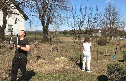 Na zdjęciu uczniowie kierunku technik rolnik wykonują prace w sadzie (przycinanie drzew).