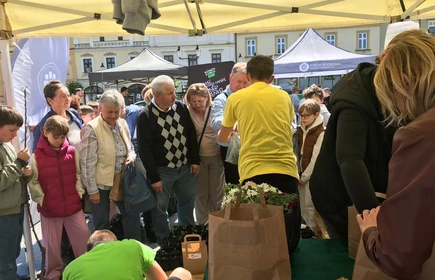 Zdjęcie wykonano na bocheńskim Rynku. Uczniowie CKZiU w Łapanowie rozdają sadzonki nowalijek podczas IV Powiatowego EKOPikniku. 