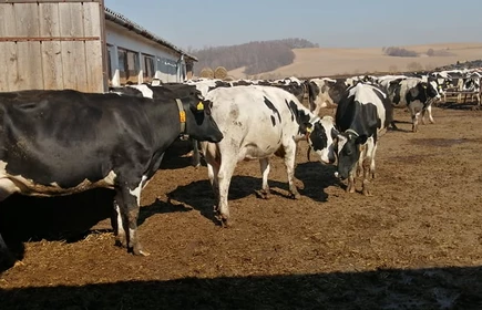 Zdjęcie przedstawia krowy, których chów jest prowadzony w gospodarstwie.