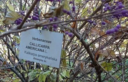 Ogród Botaniczny, roślinność, krzewy.