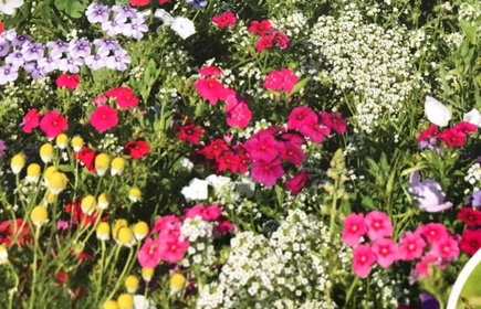 Na zdjęciu przykładowe łąki kwiatowe. 