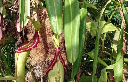 Ogród Botaniczny, roślinność.