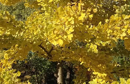 Ogród Botaniczny, drzewa.