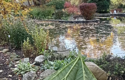 Ogród Botaniczny, drzewa, roślinność, oczko wodne.