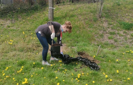 Zakończenie II EDYCJI PROJEKTU – TRADYCYJNEGO SADU GRUSZOWEGO i rozpoczęcie III …….. TYM RAZEM ŚLIWOWEGO 6