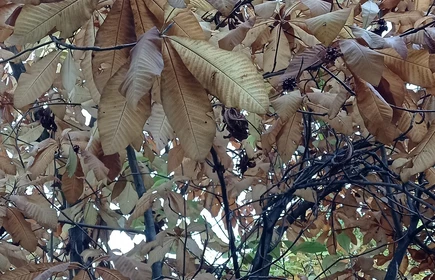 Ogród Botaniczny, drzewa.